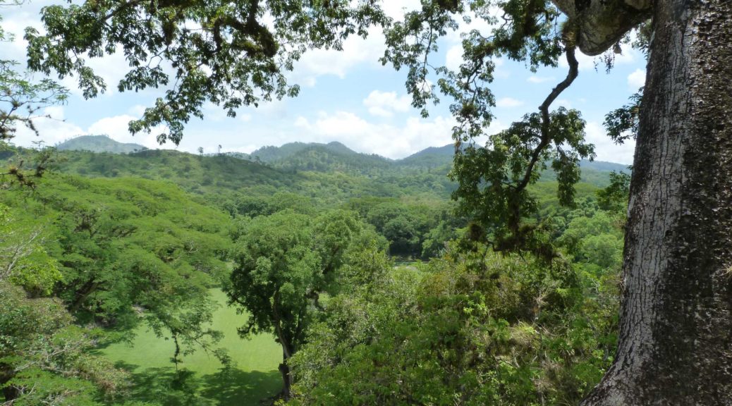 satt grüner Wald mit überragendem Urwaldriesen