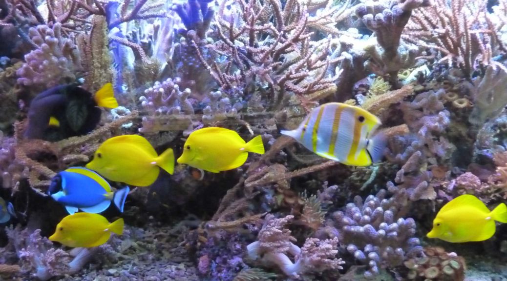 Aquarium mit gelben Fischen und Korallen